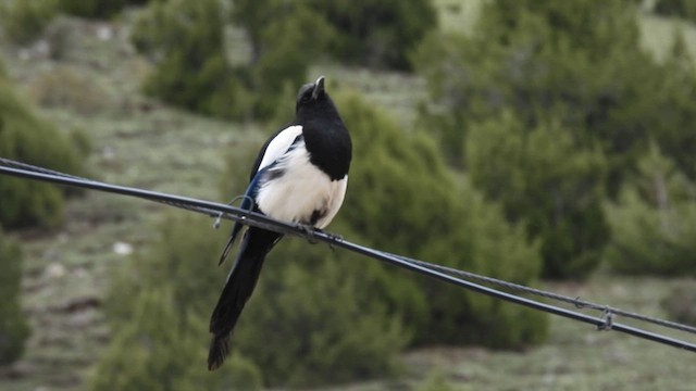 Black-rumped Magpie - ML620735245