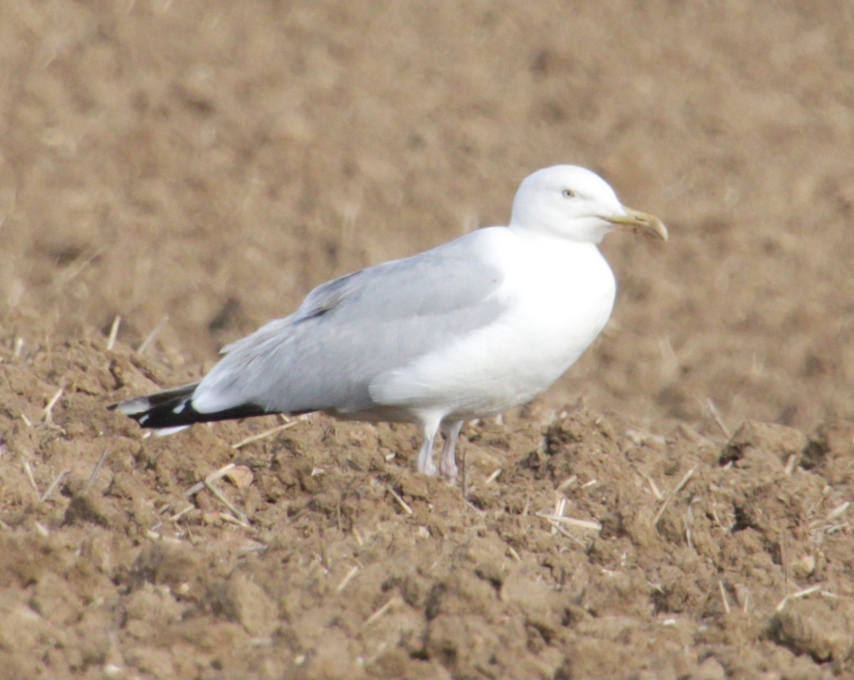 Herring Gull (European) - ML620735248