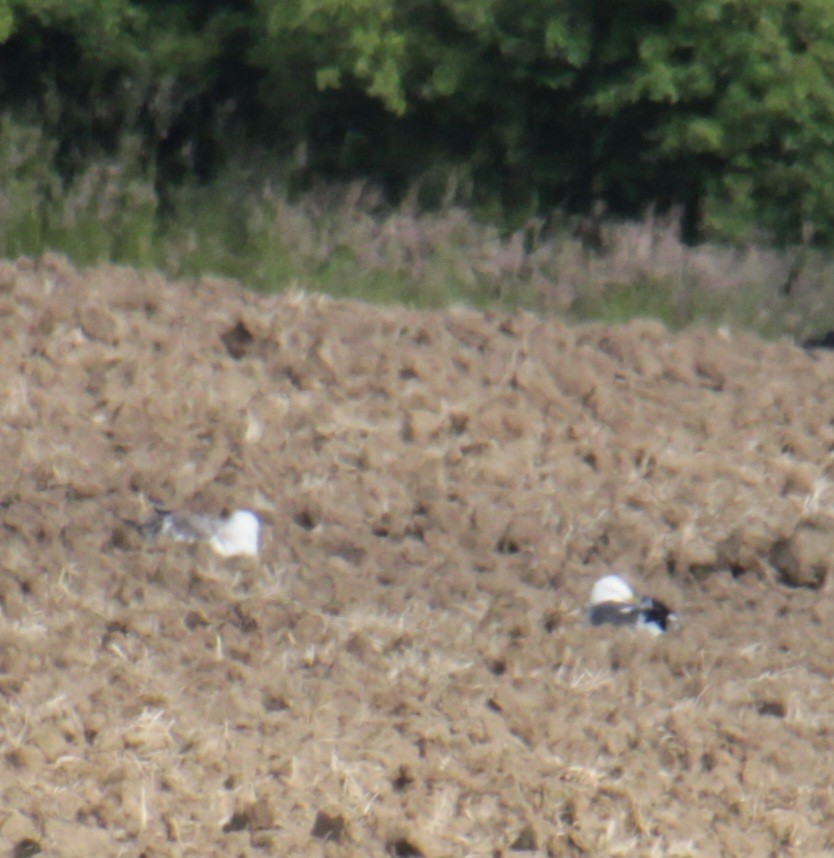 Lesser Black-backed Gull (graellsii) - ML620735250