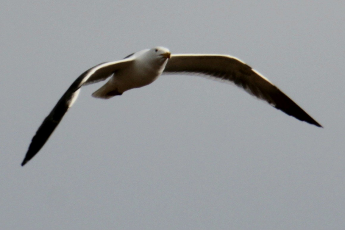 Lesser Black-backed Gull (graellsii) - Samuel Harris