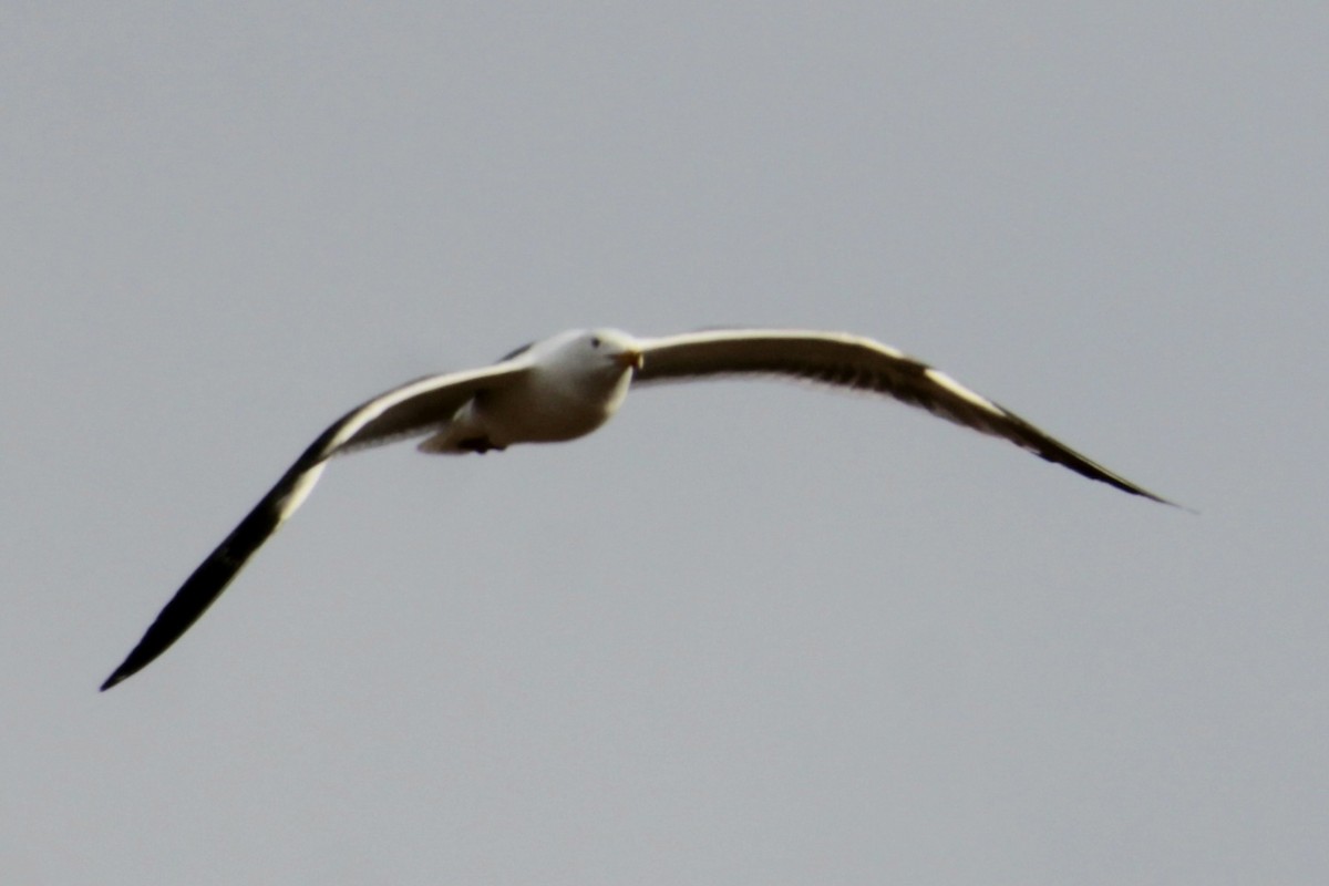 Lesser Black-backed Gull (graellsii) - ML620735252