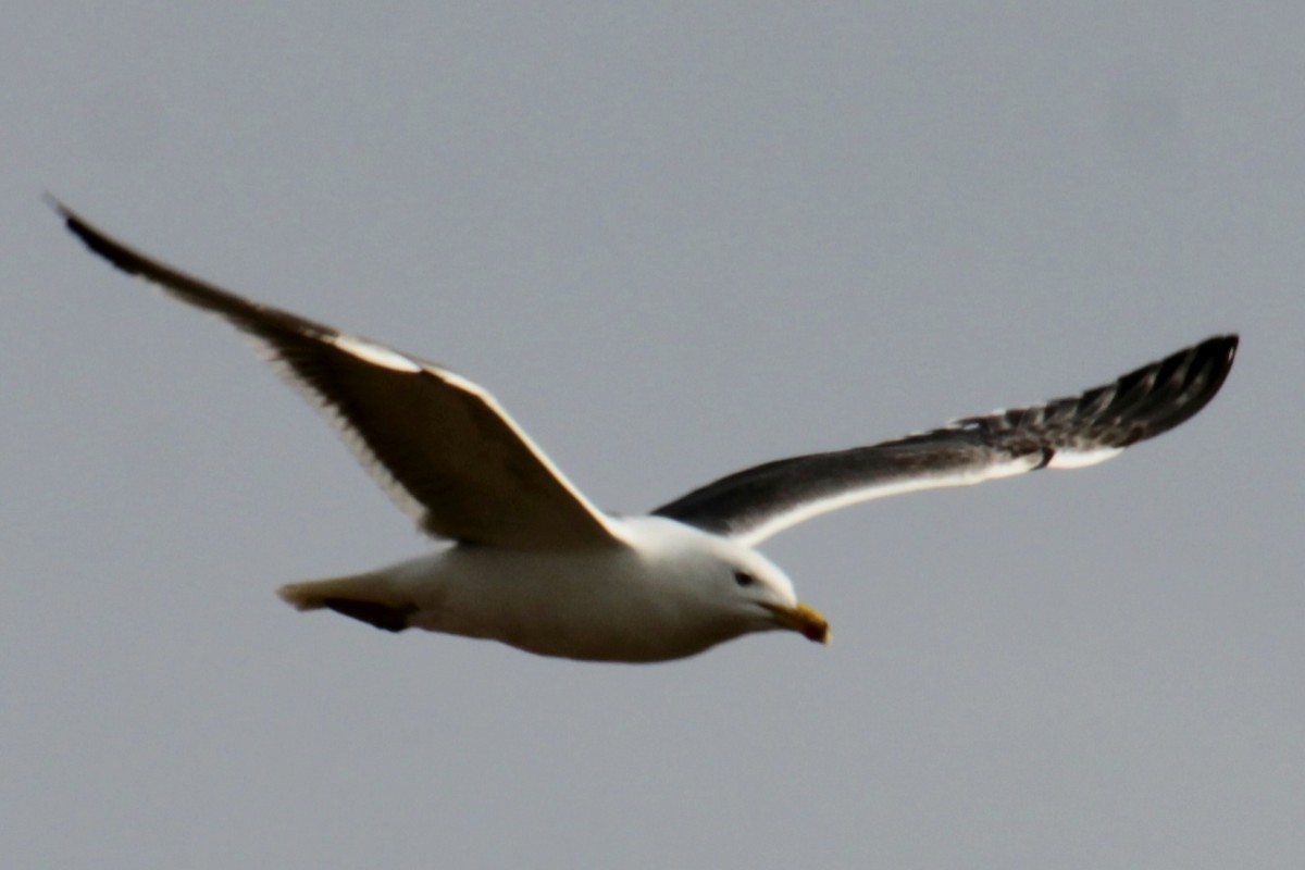 Lesser Black-backed Gull (graellsii) - ML620735253