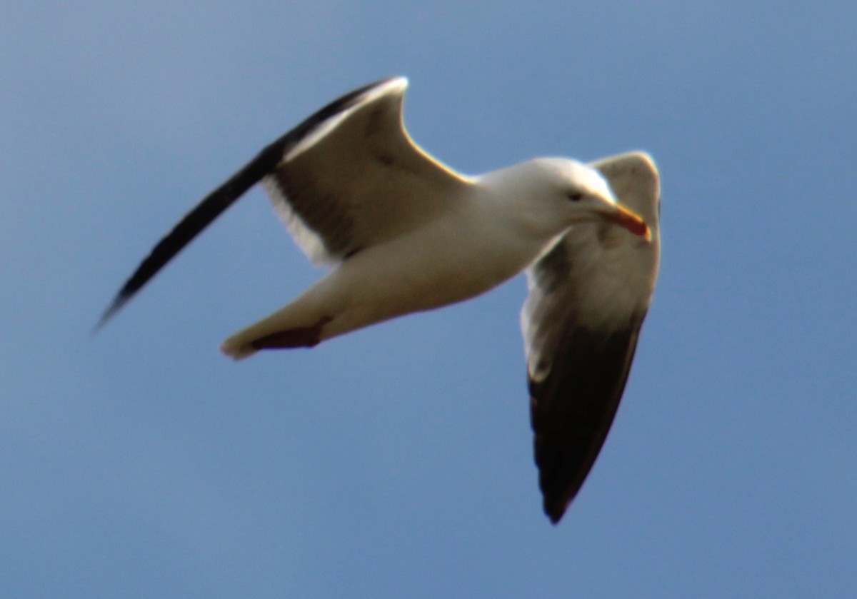 Lesser Black-backed Gull (graellsii) - ML620735254