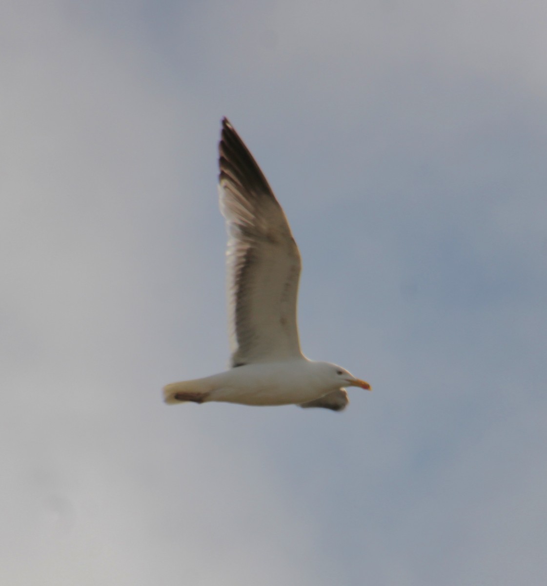 Lesser Black-backed Gull (graellsii) - ML620735255