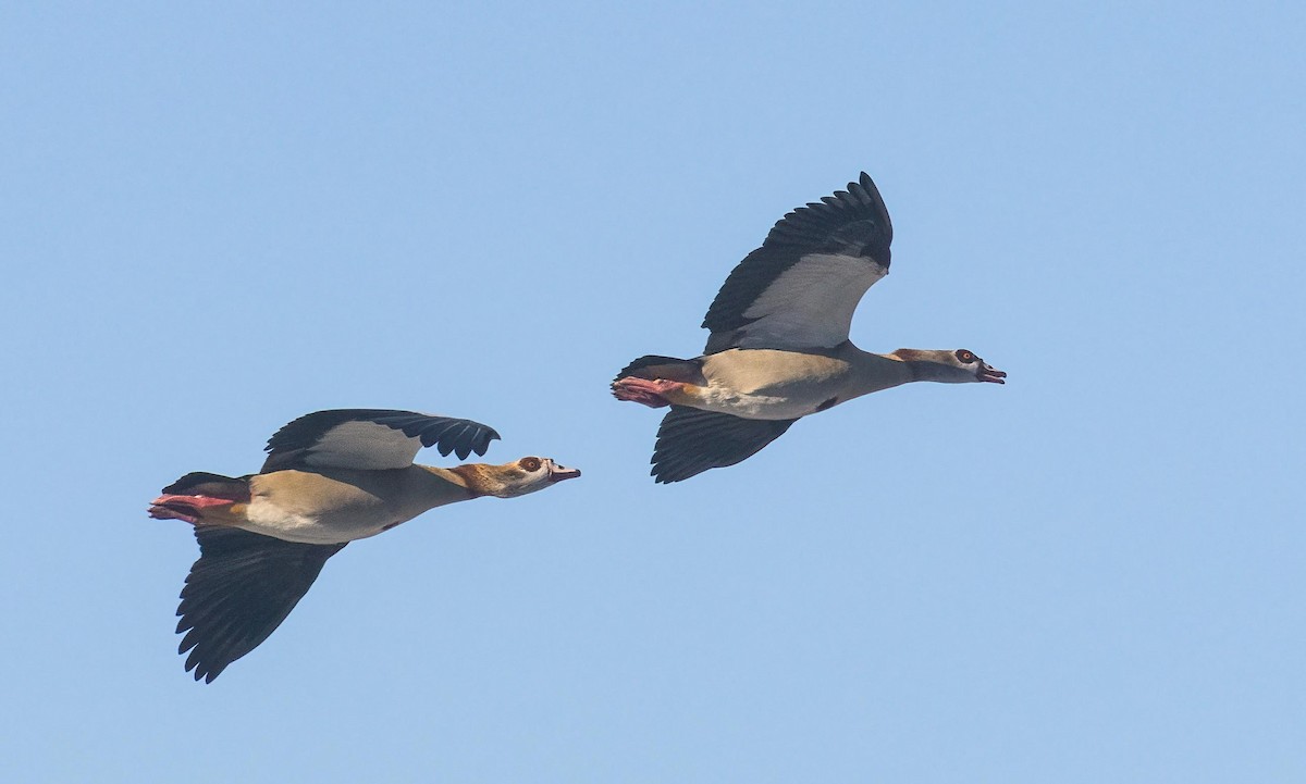 Egyptian Goose - Louise Summerhayes