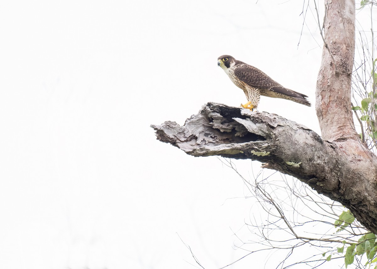 Peregrine Falcon - ML620735262