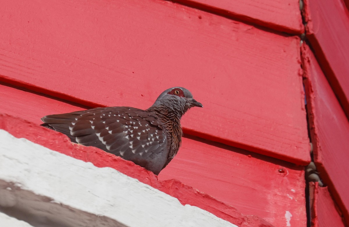 Speckled Pigeon - ML620735263