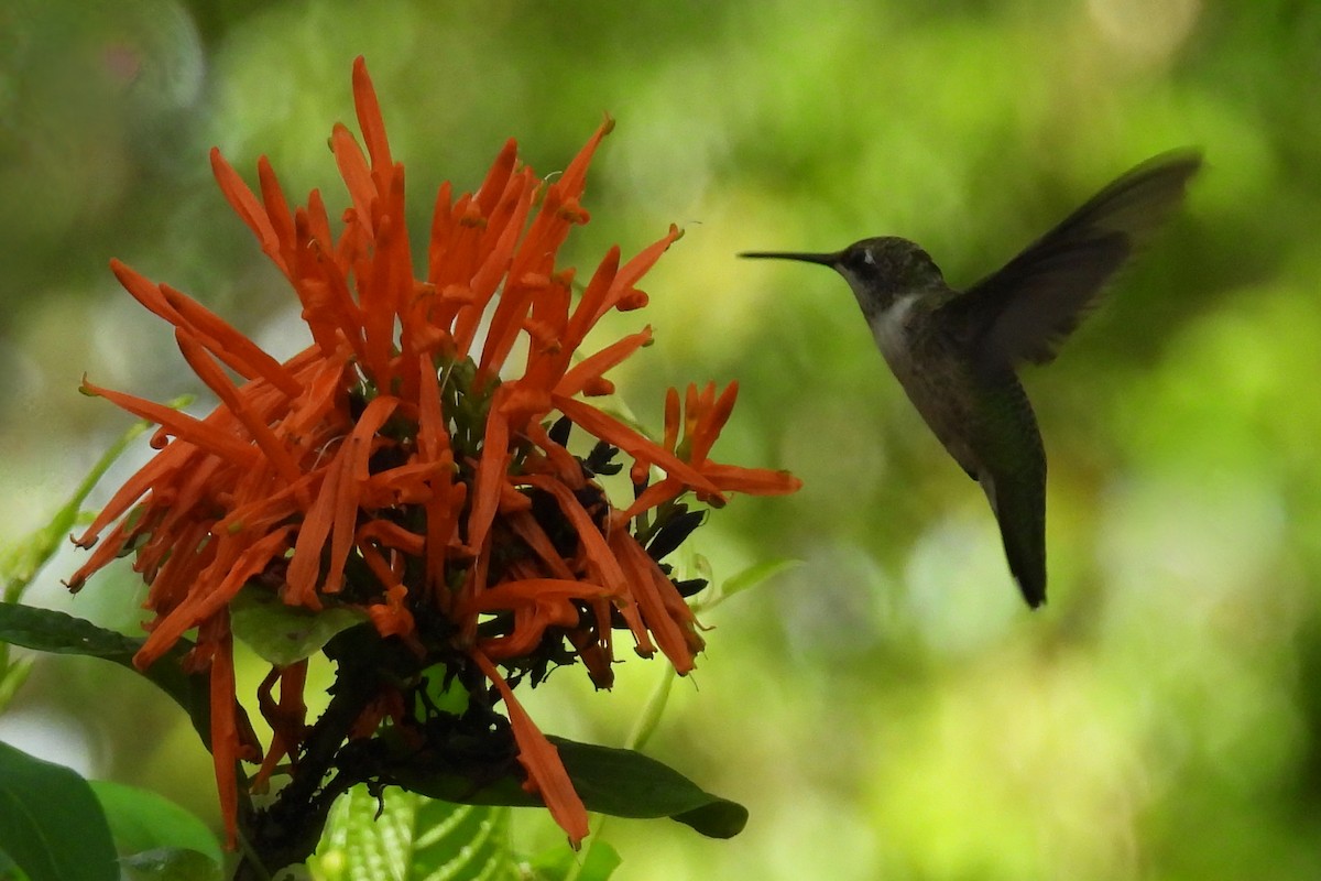 Ruby-throated Hummingbird - ML620735273