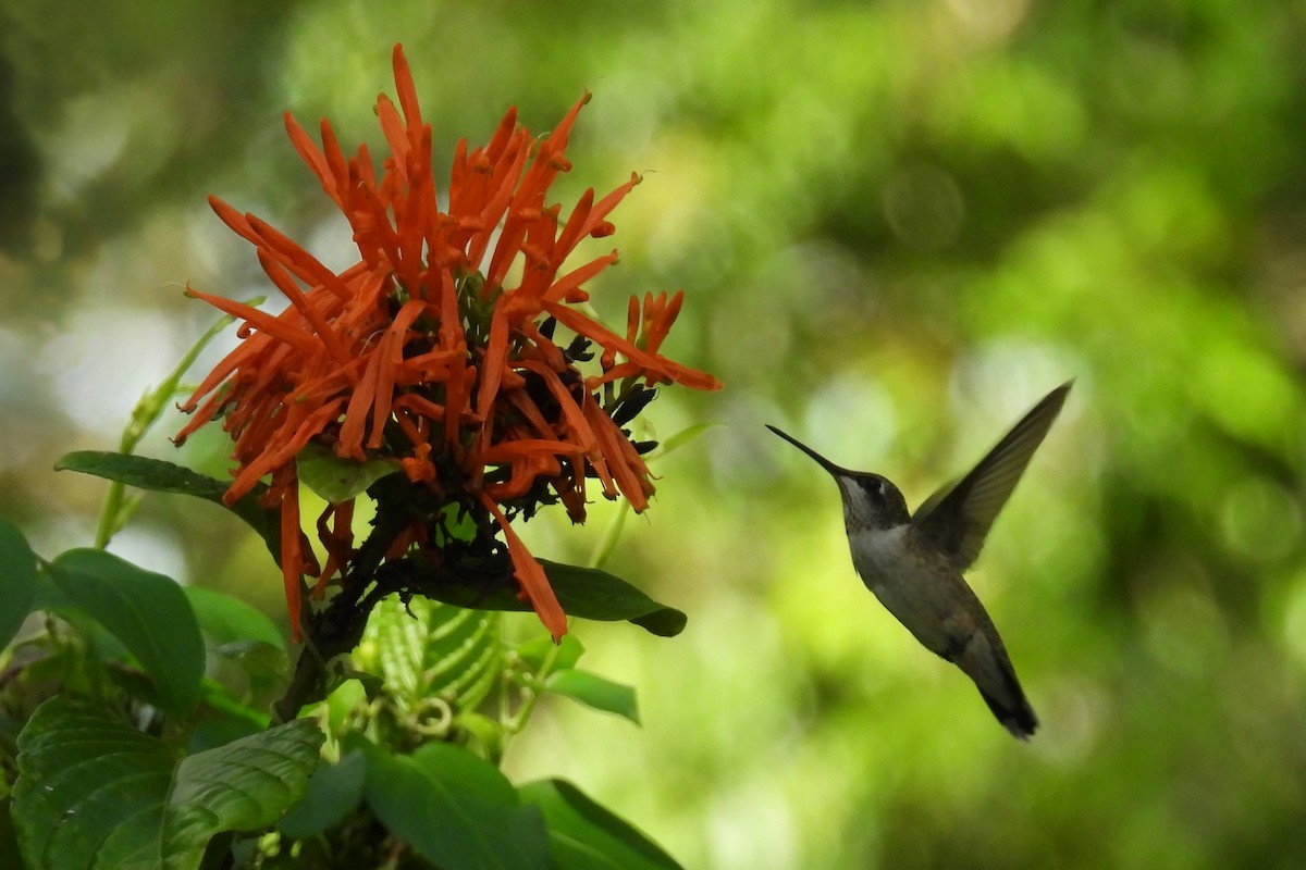 Ruby-throated Hummingbird - ML620735274