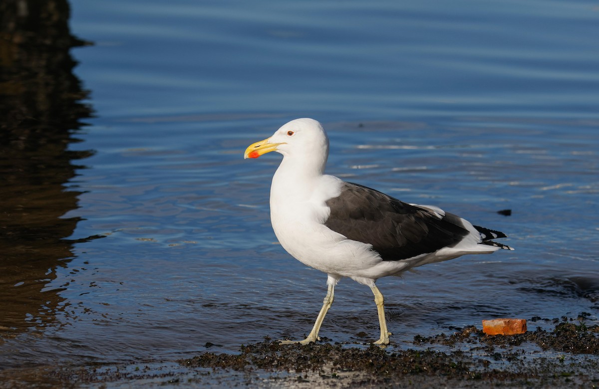 Kelp Gull - ML620735276