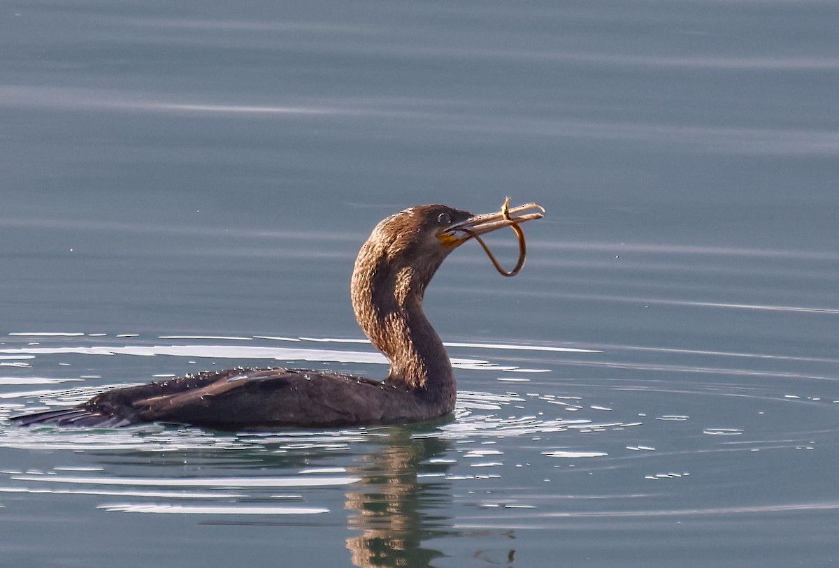 Cape Cormorant - ML620735278