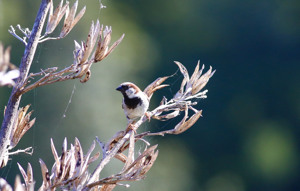 House Sparrow - ML620735279