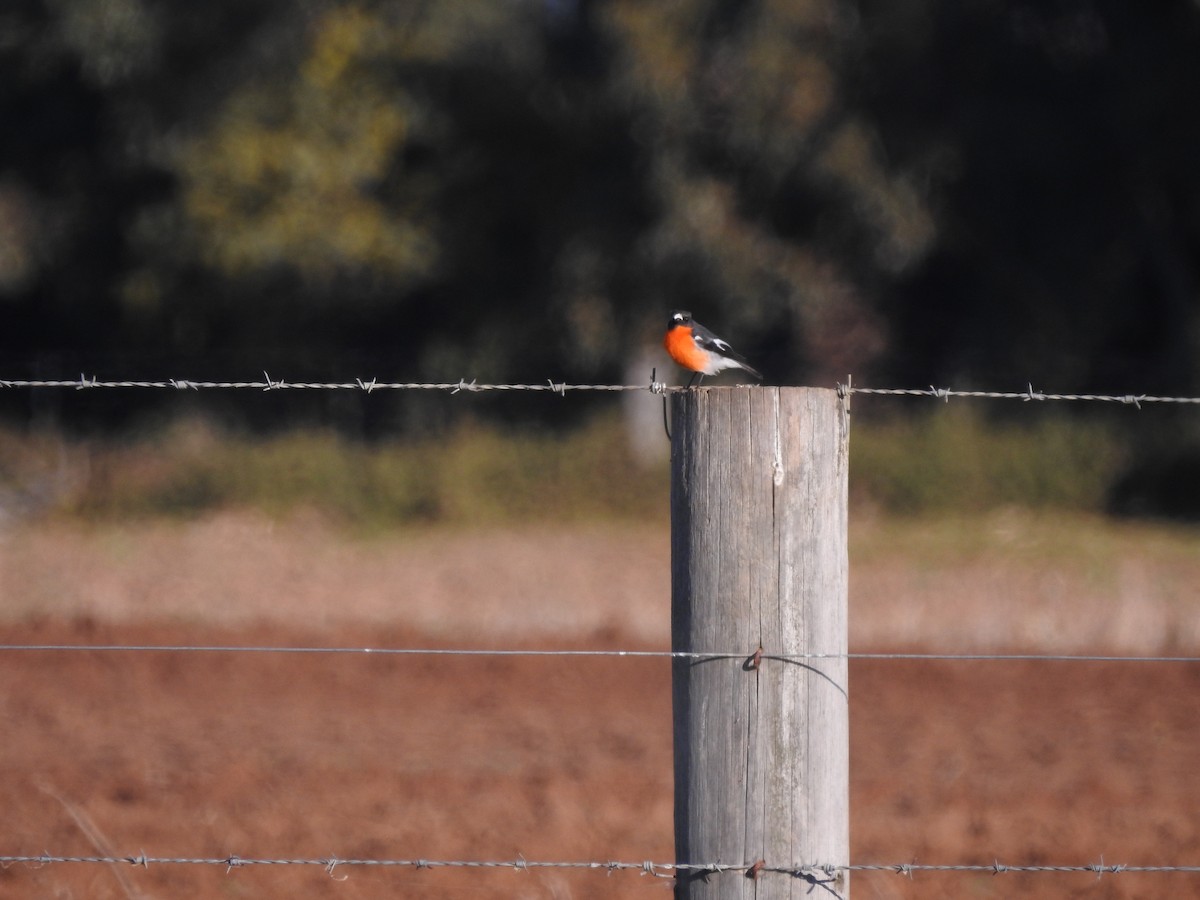 Flame Robin - ML620735282