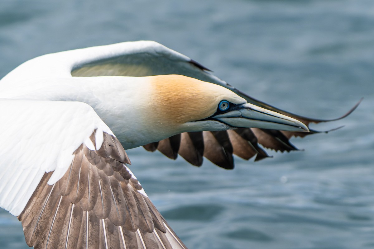 Northern Gannet - ML620735285