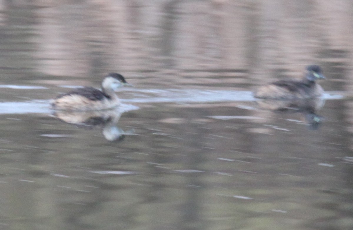 Australasian Grebe - ML620735287