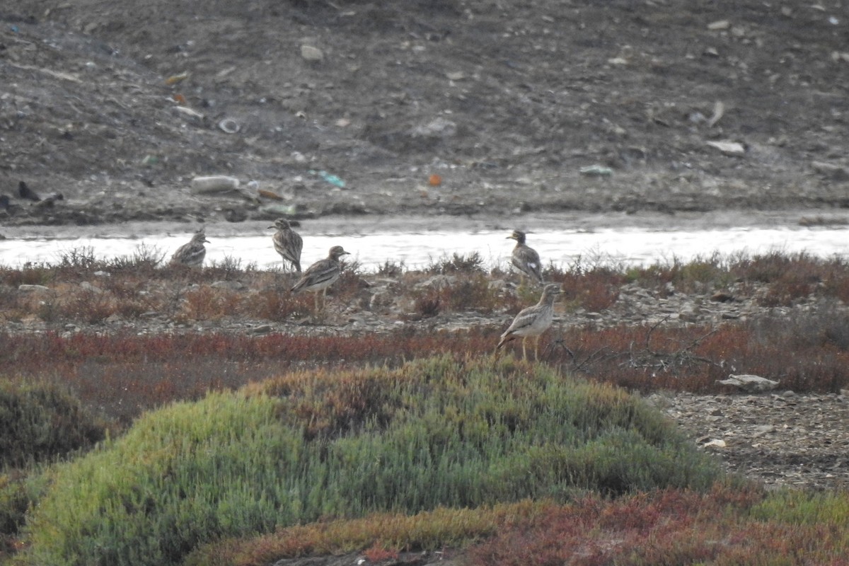 Eurasian Thick-knee - ML620735289