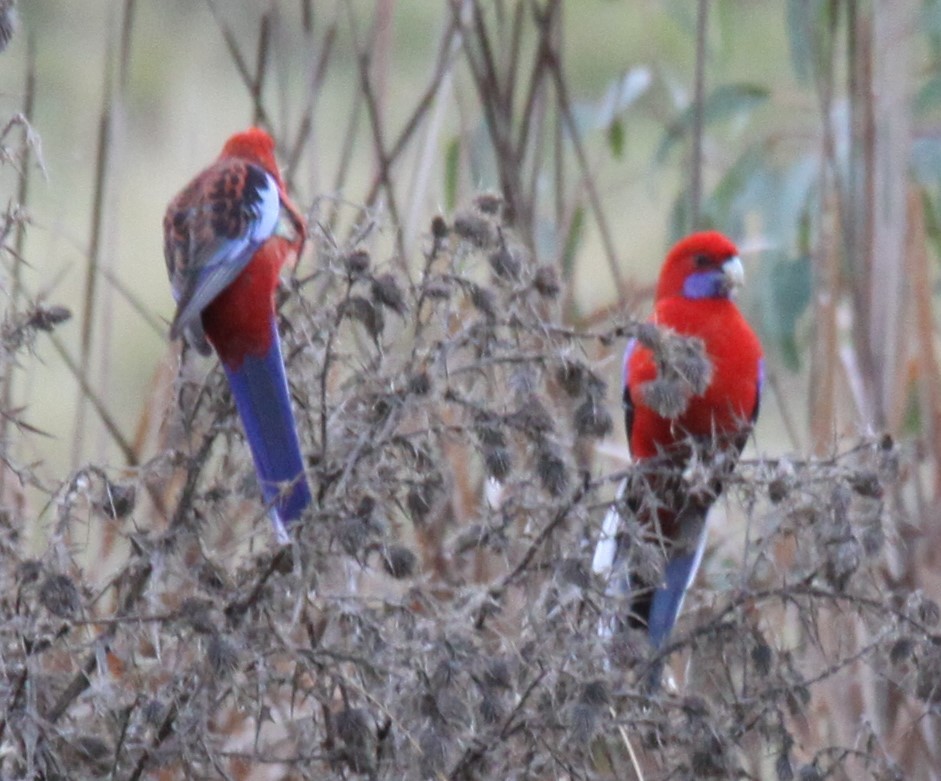 Crimson Rosella - ML620735290