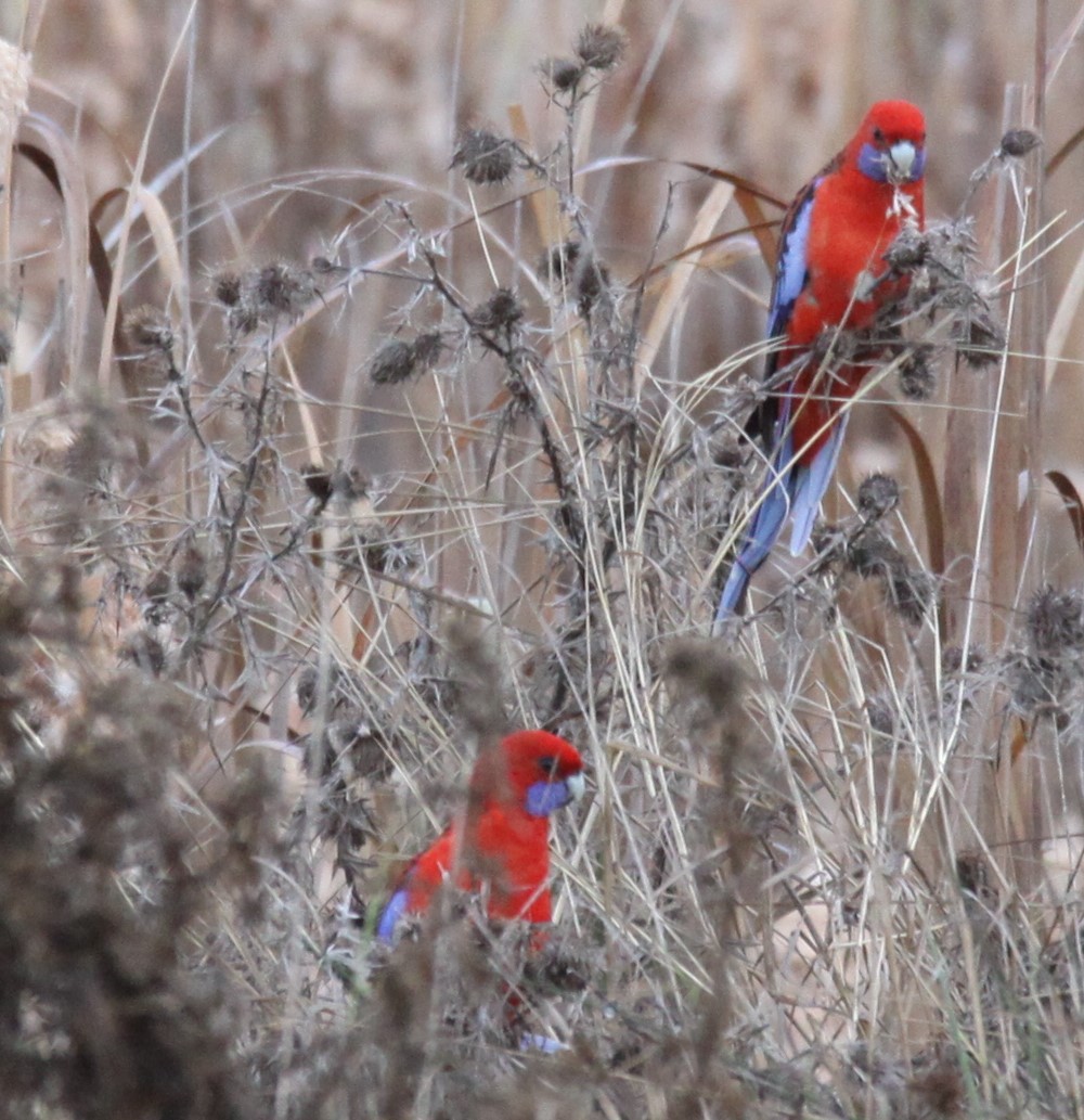 Crimson Rosella - ML620735291