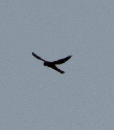 Eurasian Kestrel (Eurasian) - ML620735293