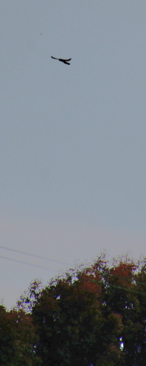 Eurasian Kestrel (Eurasian) - ML620735294