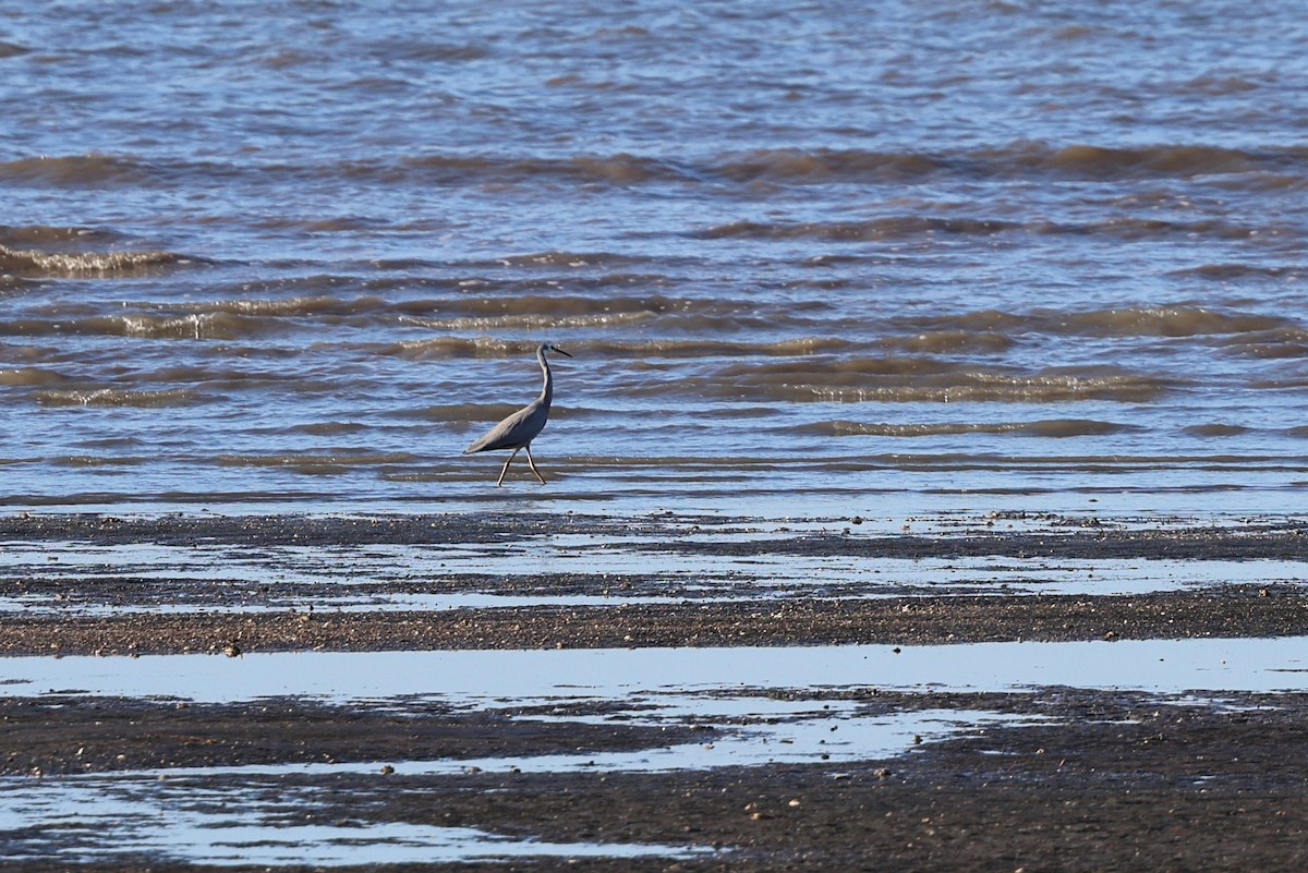 White-faced Heron - ML620735295