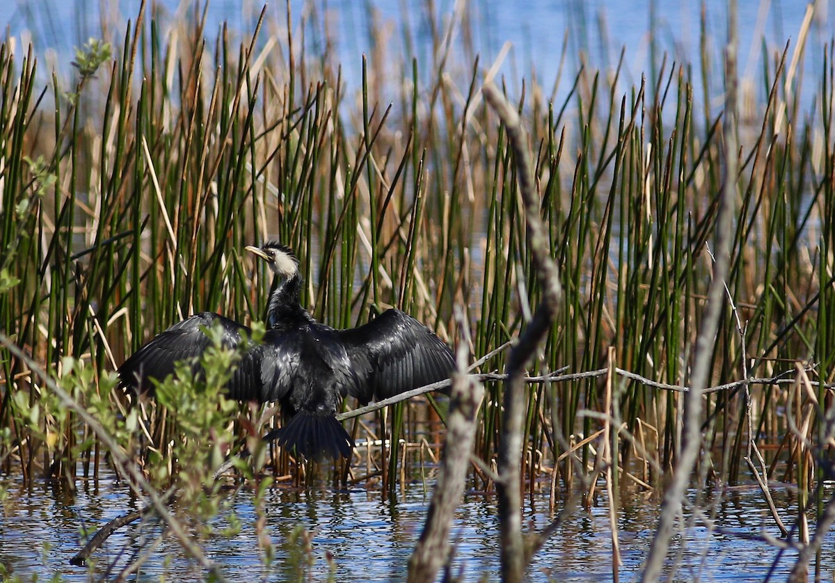 Little Pied Cormorant - ML620735298