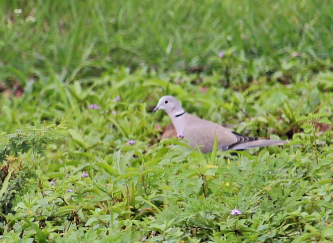 Eurasian Collared-Dove - ML620735299