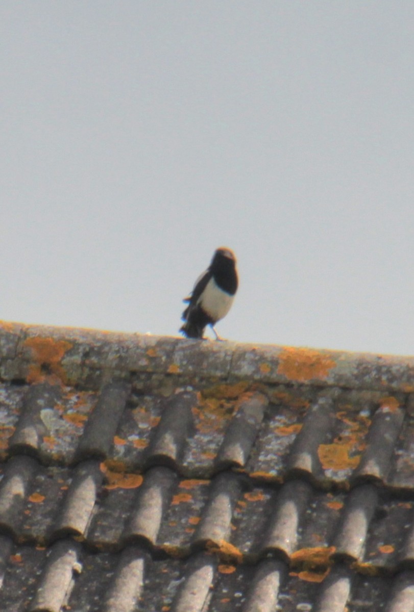 Eurasian Magpie (Eurasian) - Samuel Harris