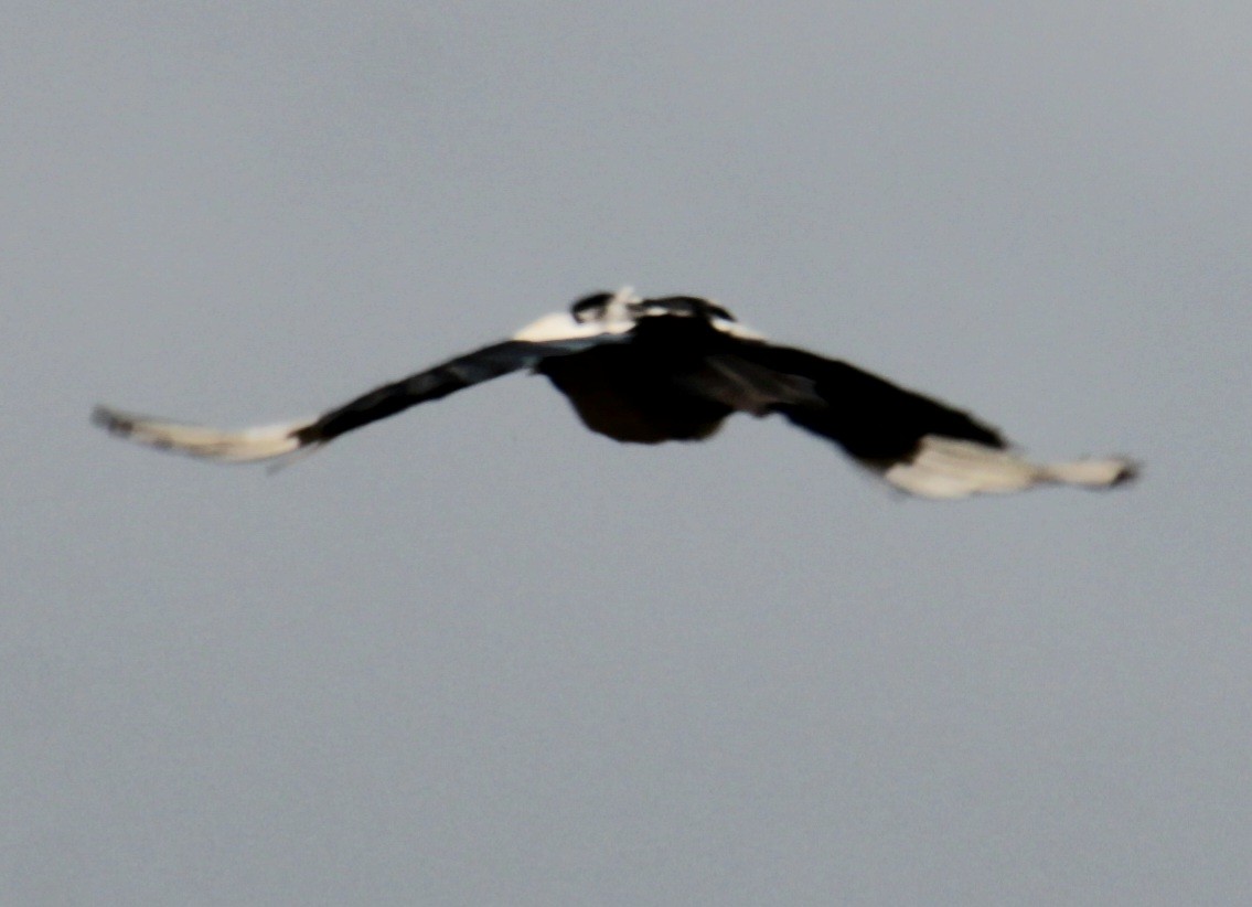 Eurasian Magpie (Eurasian) - ML620735302