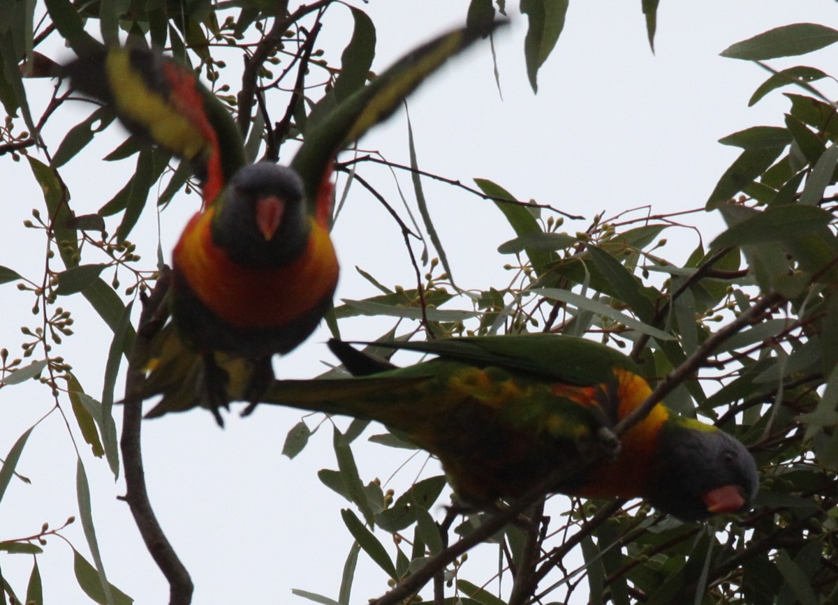 Rainbow Lorikeet - ML620735303