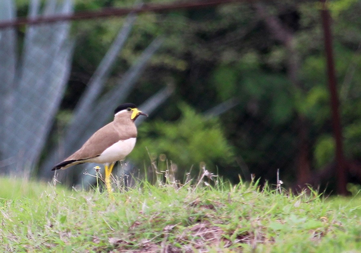 Yellow-wattled Lapwing - ML620735305