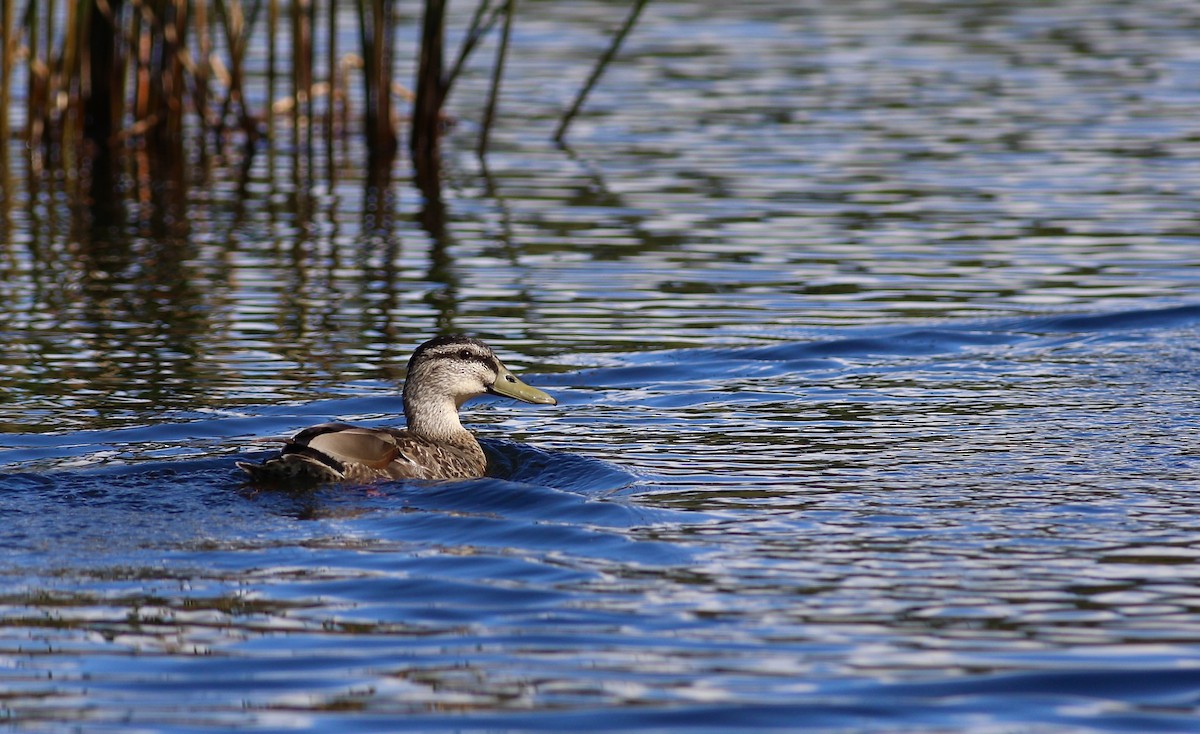 Canard colvert - ML620735312