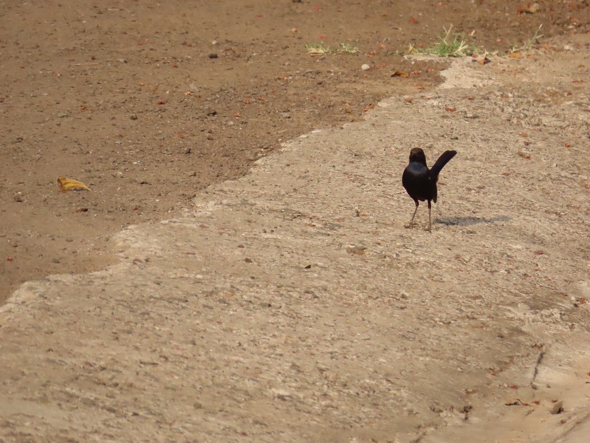 Indian Robin - ML620735317