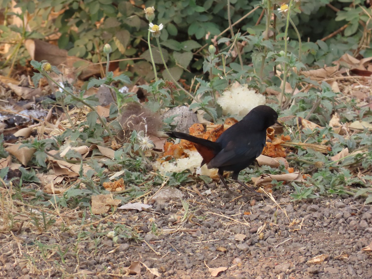 Indian Robin - ML620735318