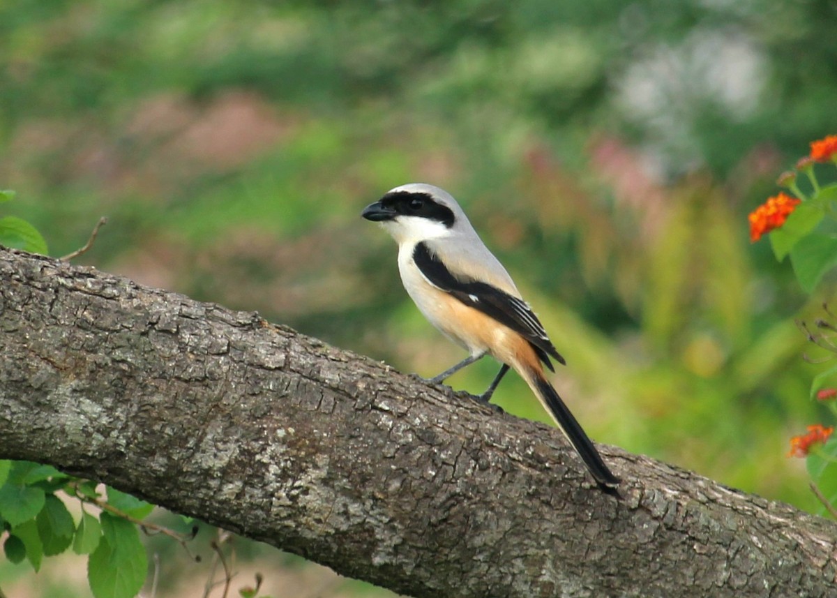 Long-tailed Shrike - ML620735319