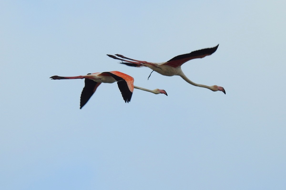 Greater Flamingo - ML620735324