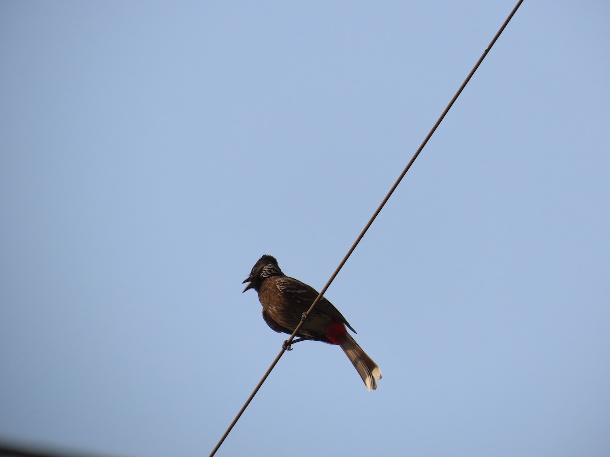 Bulbul à ventre rouge - ML620735325