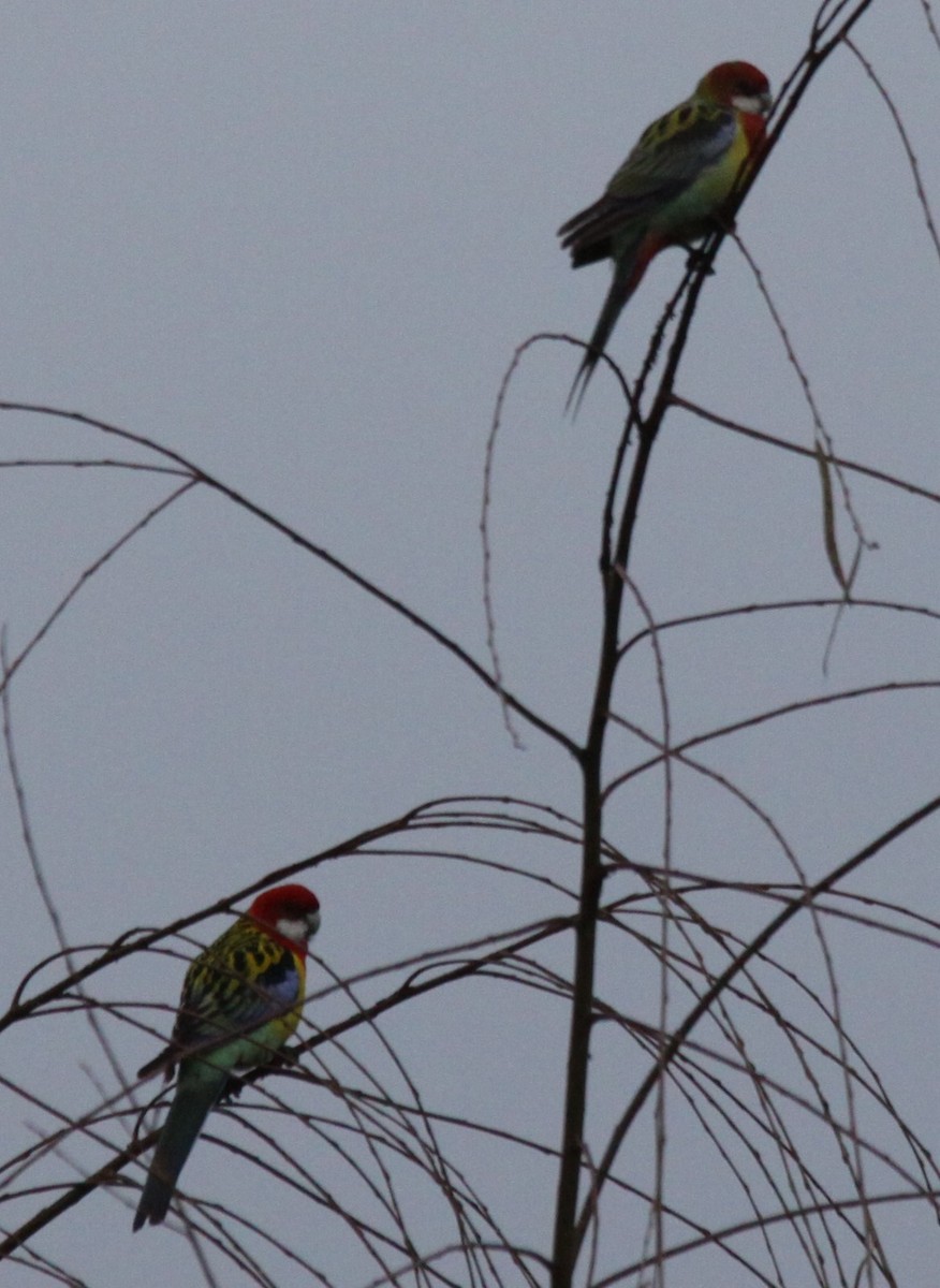 Eastern Rosella - ML620735327