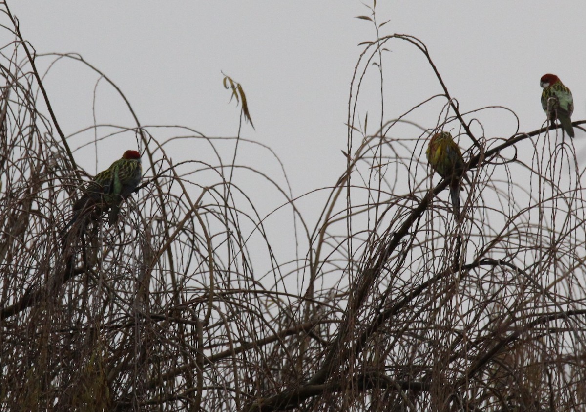 Eastern Rosella - ML620735328