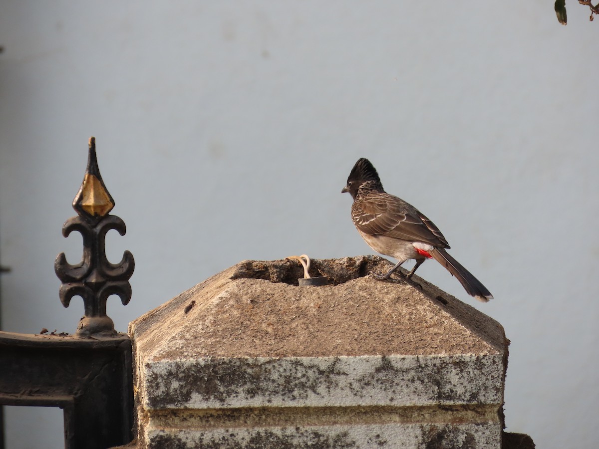 Bulbul à ventre rouge - ML620735329