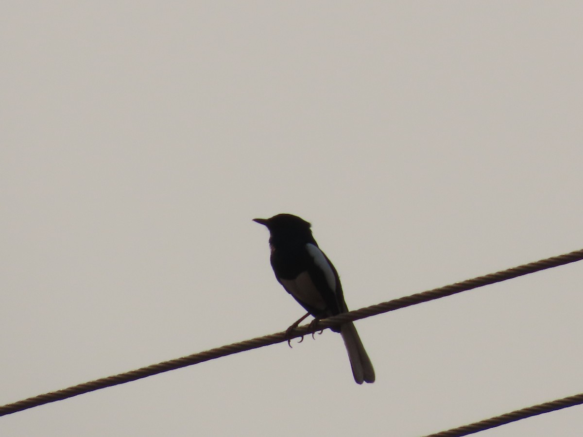 Oriental Magpie-Robin - ML620735331