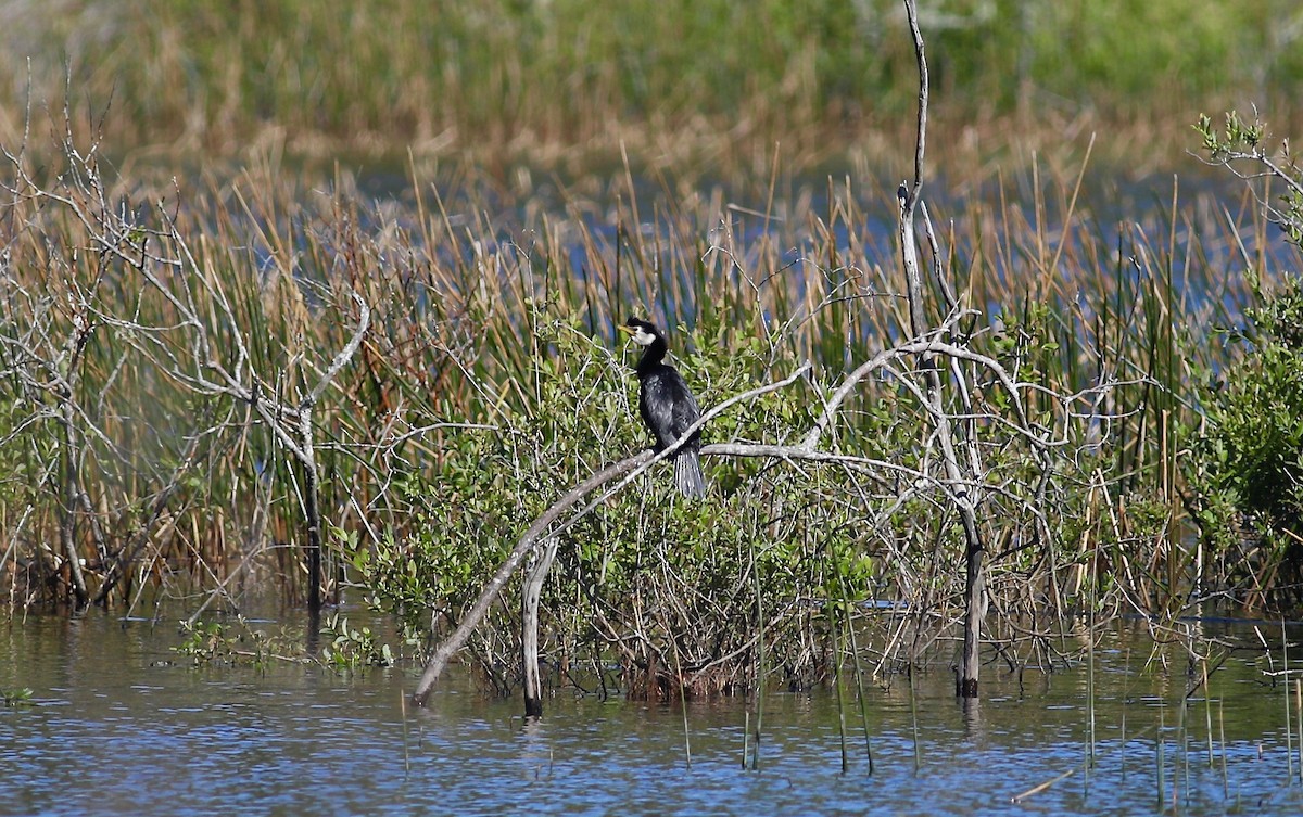 Little Pied Cormorant - ML620735332