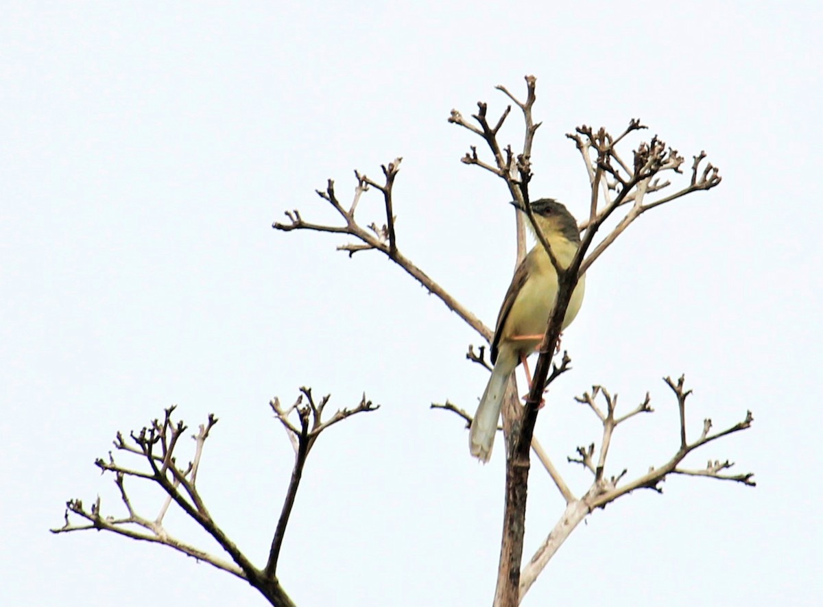 Prinia Selvática - ML620735333