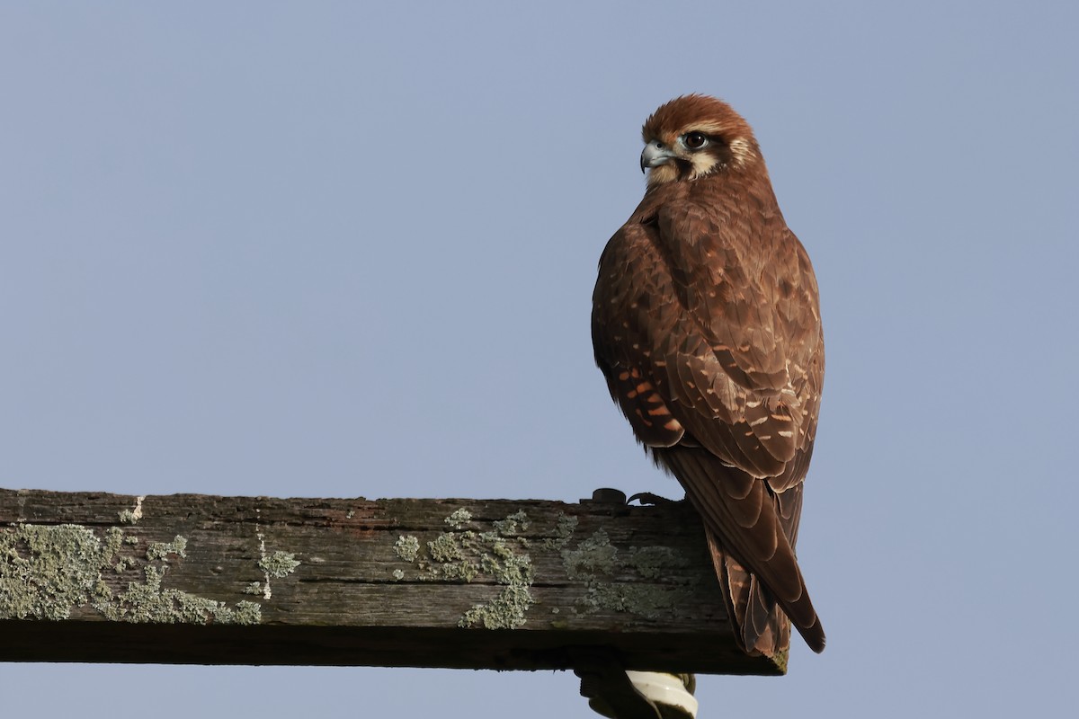 Brown Falcon - ML620735334