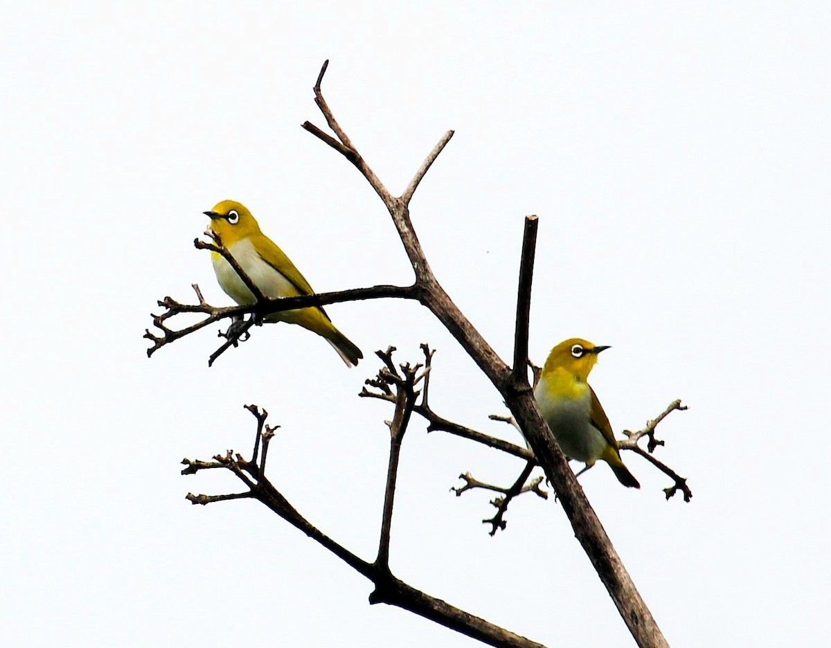 Indian White-eye - ML620735338