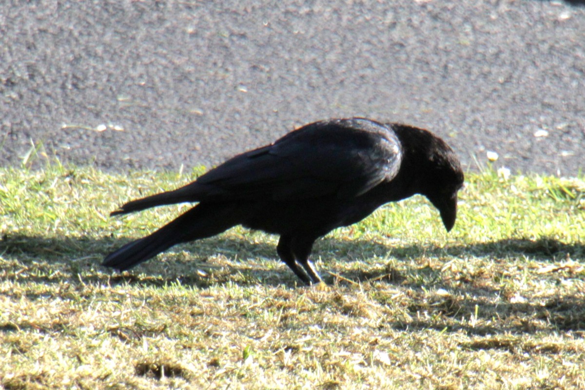 Carrion Crow (Western) - ML620735340