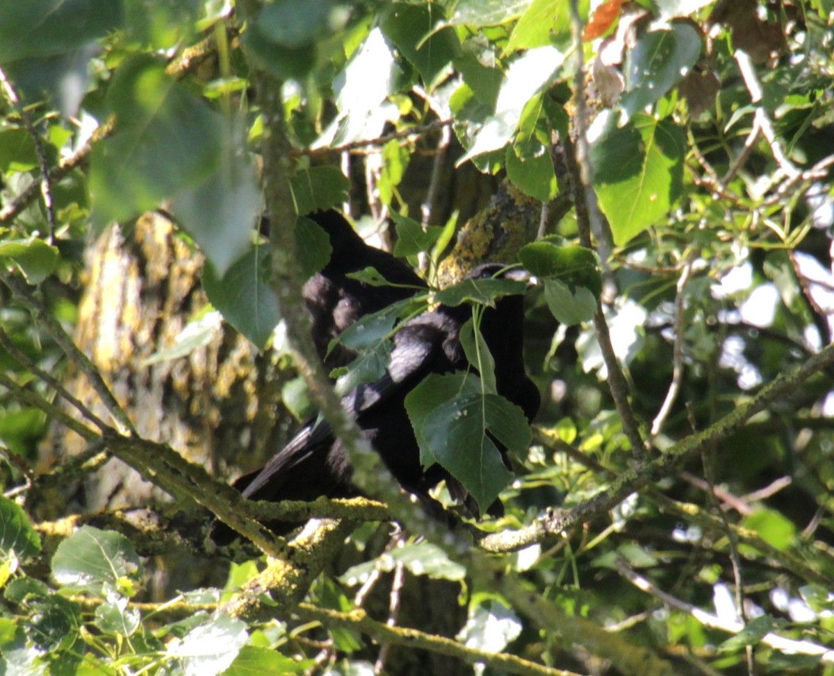 Carrion Crow (Western) - Samuel Harris