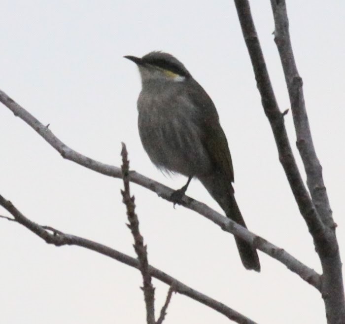 Singing Honeyeater - ML620735342