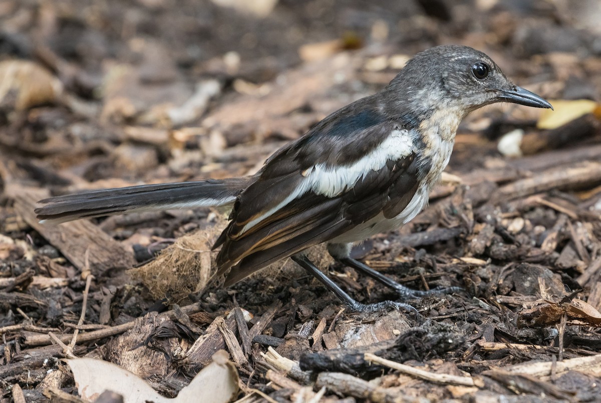 Oriental Magpie-Robin - ML620735344