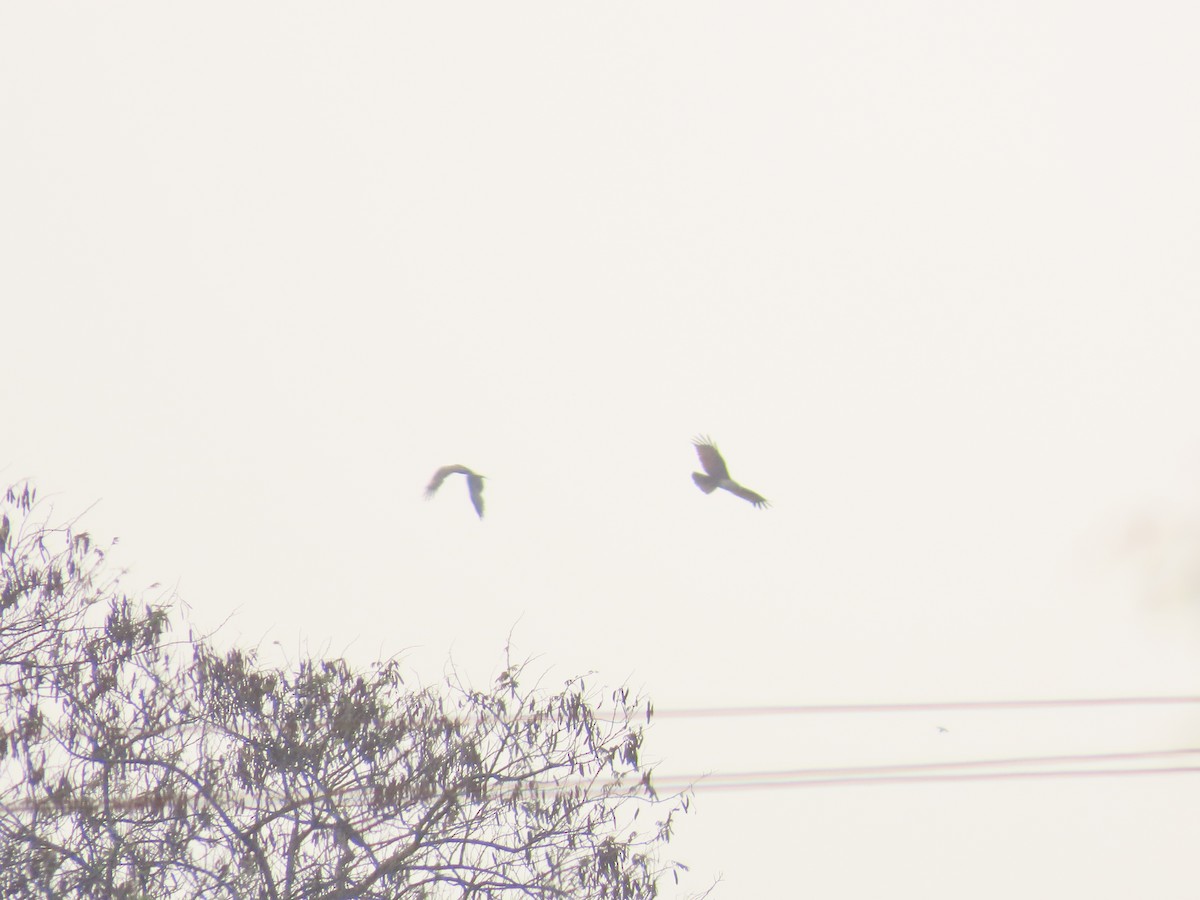 Brahminy Kite - ML620735345